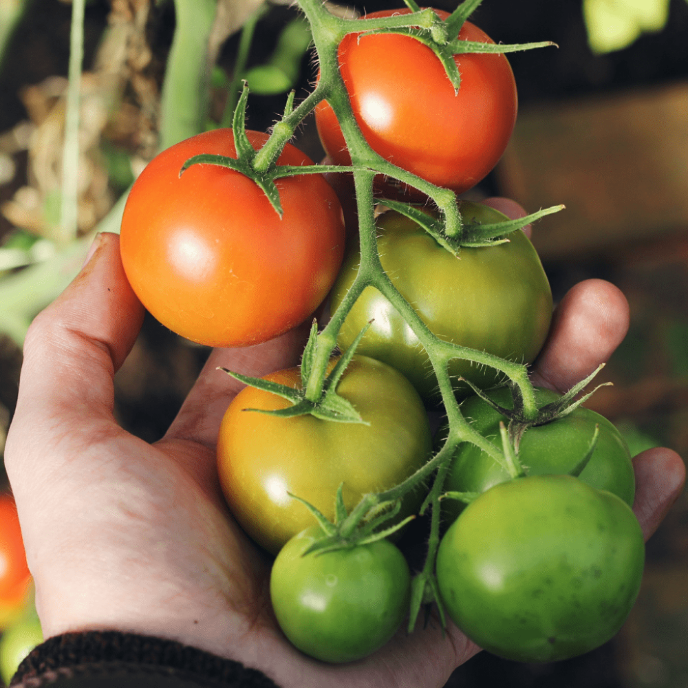 Tomato Face Organic Face Mask by So Good Botanicals